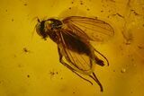 Detailed Fossil Ant (Formicidae) & Fly (Diptera) in Baltic Amber #150711-2
